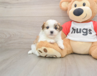 5 week old Teddy Bear Puppy For Sale - Simply Southern Pups