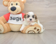 6 week old Teddy Bear Puppy For Sale - Simply Southern Pups