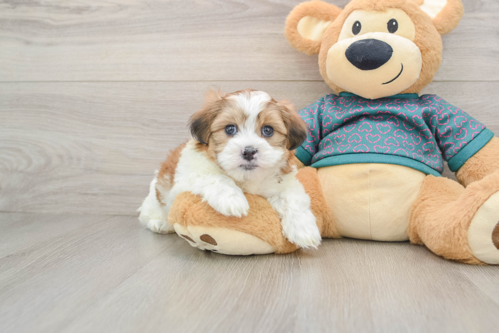 Cute Teddy Bear Baby