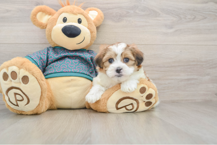 Teddy Bear Pup Being Cute