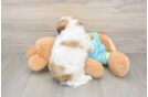 Energetic Shi Chon Designer Puppy