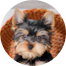 Yorkshire Terrier Puppy For Sale - Simply Southern Pups