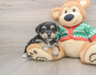 5 week old Yorkie Chon Puppy For Sale - Simply Southern Pups
