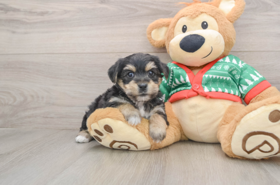 Smart Yorkie Chon Designer Pup