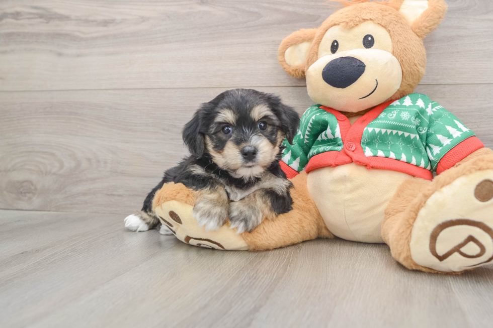 Playful Yo Chon Designer Puppy