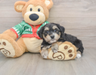 5 week old Yorkie Chon Puppy For Sale - Simply Southern Pups