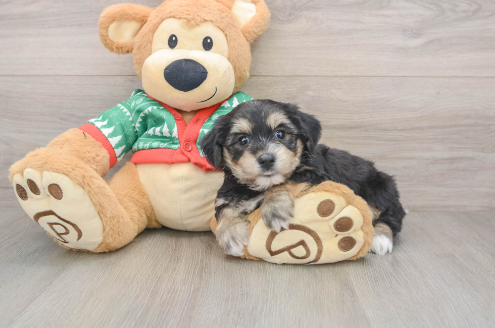 5 week old Yorkie Chon Puppy For Sale - Simply Southern Pups