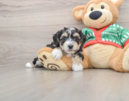 5 week old Yorkie Chon Puppy For Sale - Simply Southern Pups