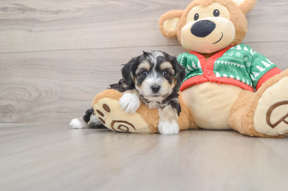 5 week old Yorkie Chon Puppy For Sale - Simply Southern Pups