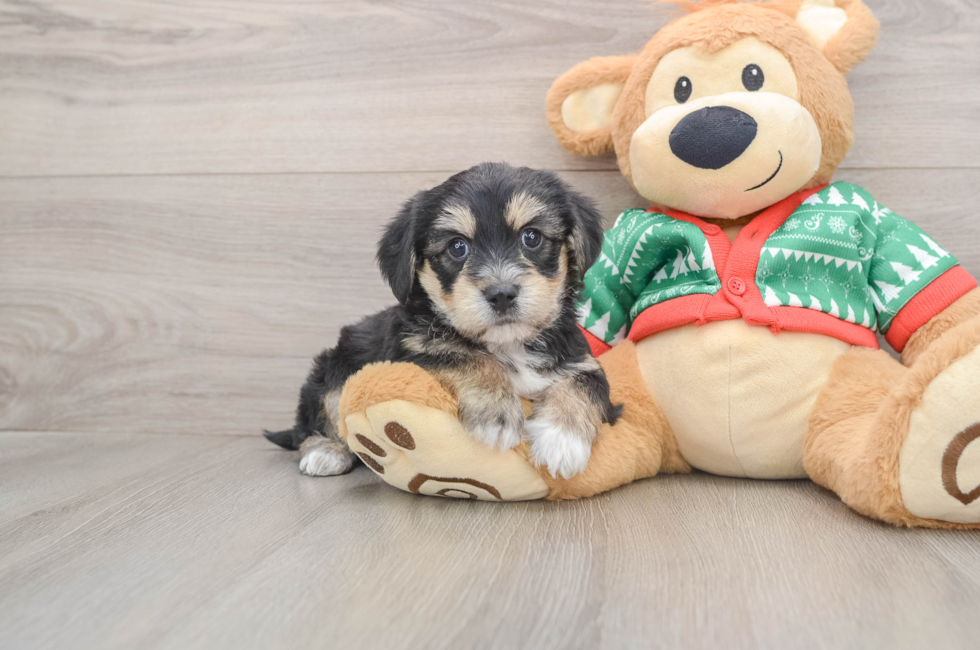 5 week old Yorkie Chon Puppy For Sale - Simply Southern Pups