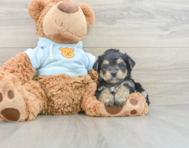 5 week old Yorkie Chon Puppy For Sale - Simply Southern Pups