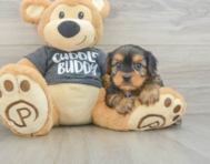 6 week old Yorkie Chon Puppy For Sale - Simply Southern Pups