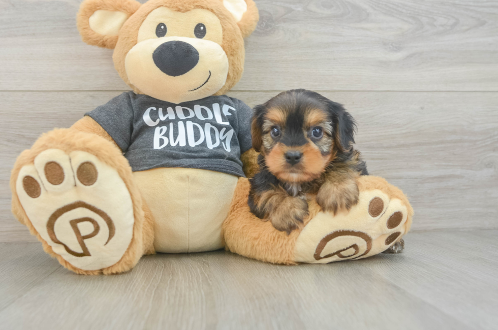 6 week old Yorkie Chon Puppy For Sale - Simply Southern Pups