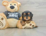 6 week old Yorkie Chon Puppy For Sale - Simply Southern Pups