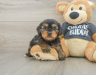 6 week old Yorkie Chon Puppy For Sale - Simply Southern Pups