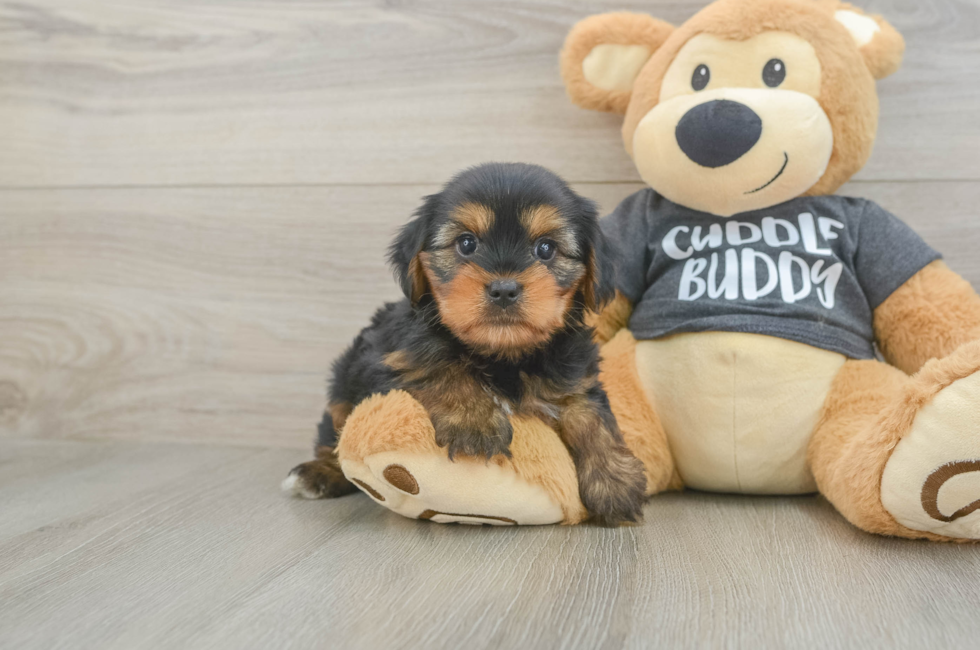 6 week old Yorkie Chon Puppy For Sale - Simply Southern Pups