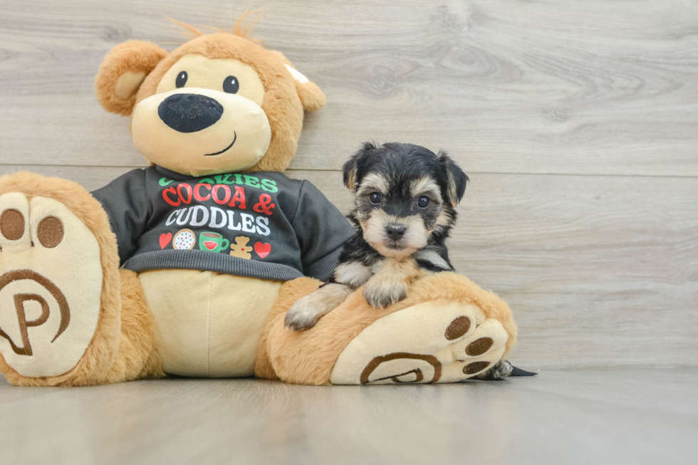 Yorkie Chon Puppy for Adoption