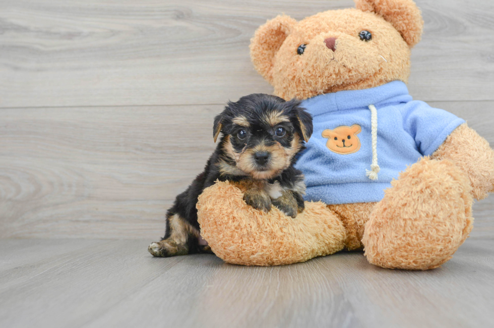 5 week old Yorkie Chon Puppy For Sale - Simply Southern Pups