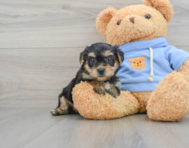5 week old Yorkie Chon Puppy For Sale - Simply Southern Pups