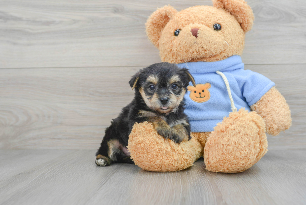 Yorkie Chon Pup Being Cute