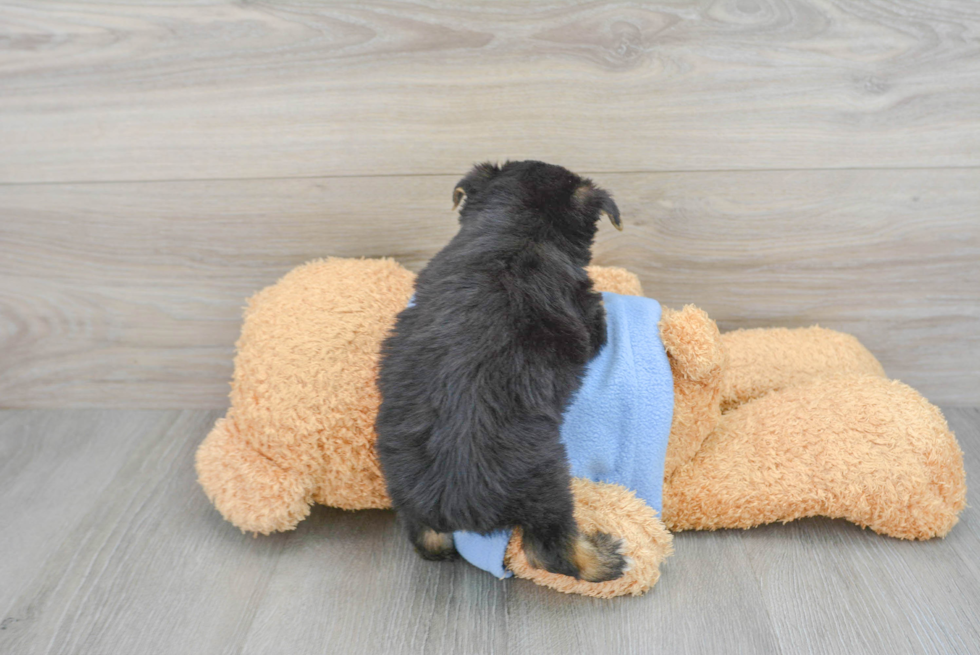 Adorable Yorkshire Frise Designer Puppy