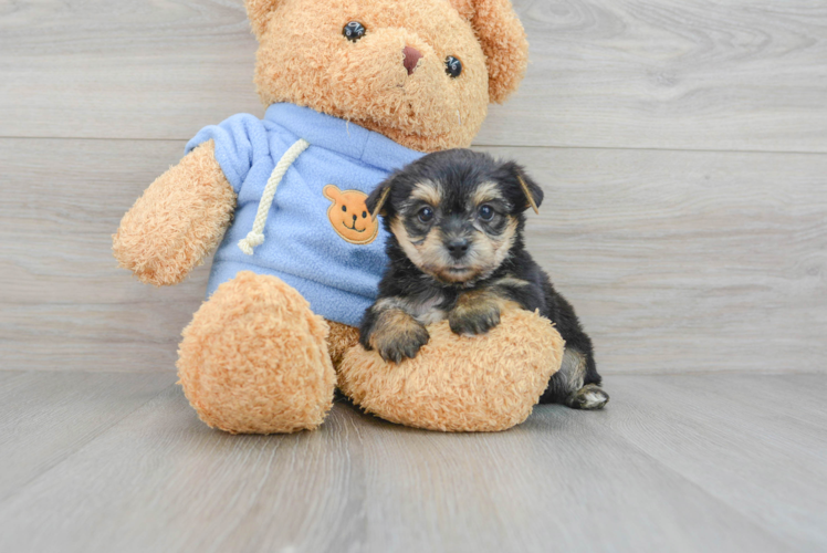 Best Yorkie Chon Baby