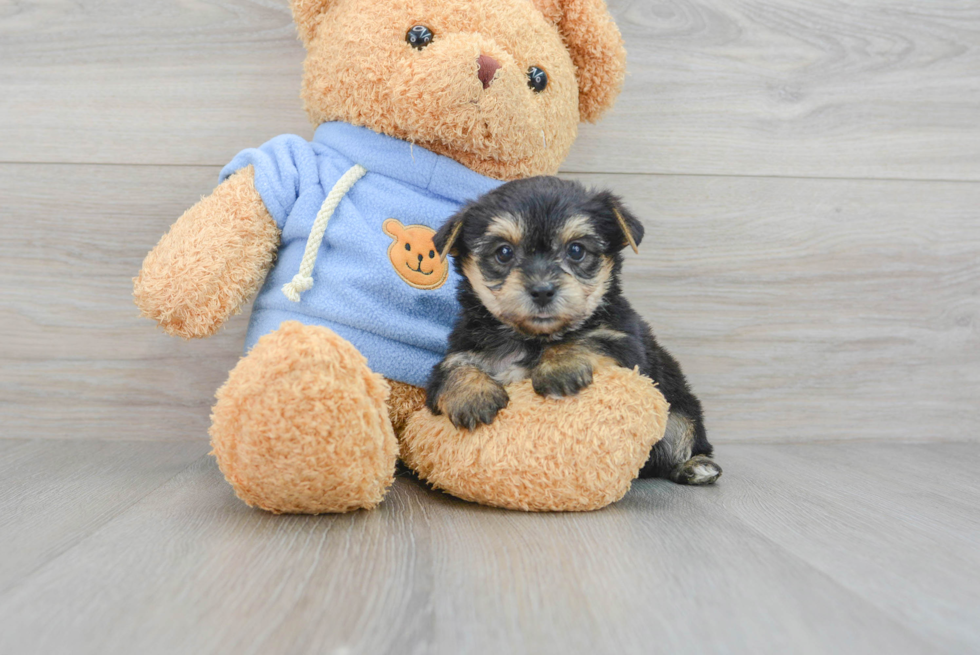 Best Yorkie Chon Baby