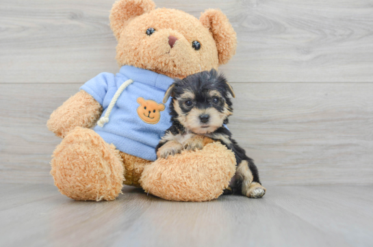 Yorkie Chon Pup Being Cute