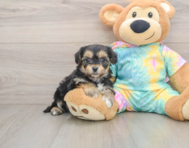 5 week old Yorkie Chon Puppy For Sale - Simply Southern Pups