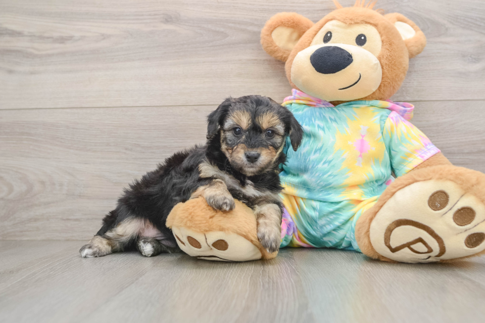 Best Yorkie Chon Baby