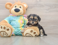 5 week old Yorkie Chon Puppy For Sale - Simply Southern Pups