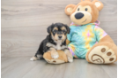 Sweet Yorkie Chon Baby
