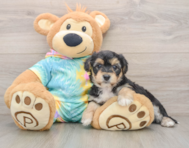 5 week old Yorkie Chon Puppy For Sale - Simply Southern Pups