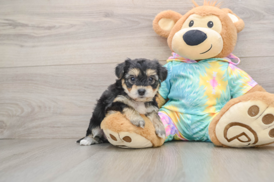 Funny Yorkie Chon Designer Pup