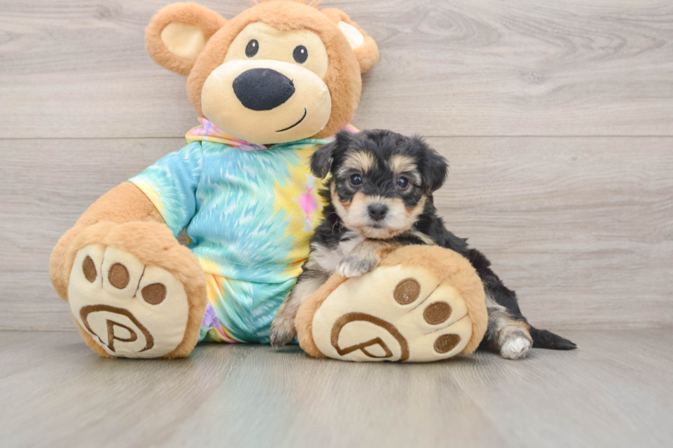 Smart Yorkie Chon Designer Pup