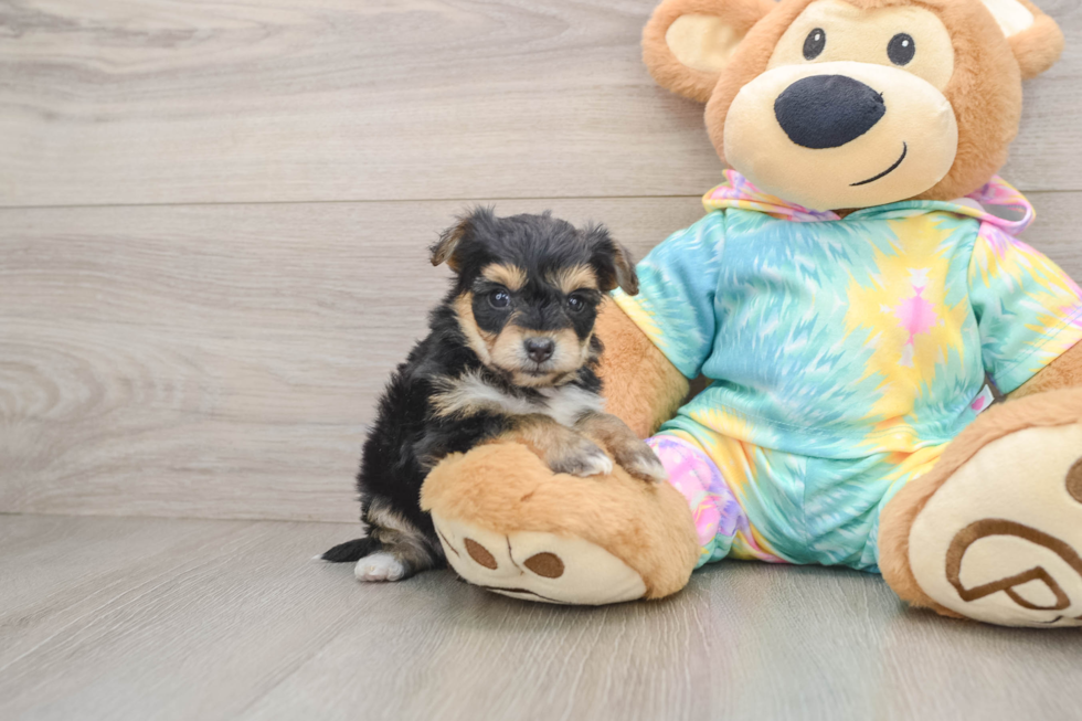 Best Yorkie Chon Baby