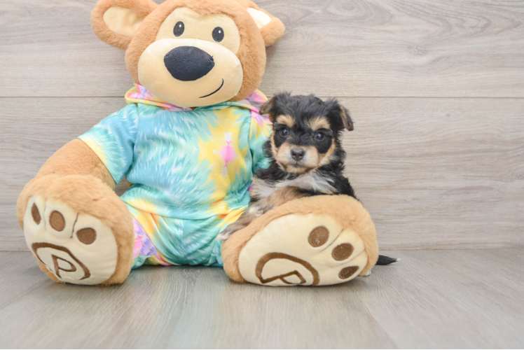Petite Yorkie Chon Designer Pup