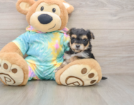 8 week old Yorkie Chon Puppy For Sale - Simply Southern Pups