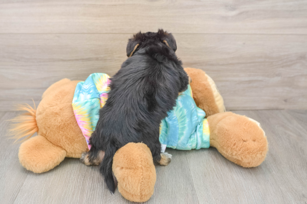 Small Yorkie Chon Baby