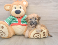 5 week old Yorkie Chon Puppy For Sale - Simply Southern Pups