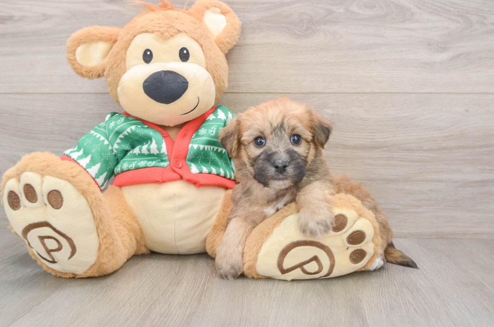 5 week old Yorkie Chon Puppy For Sale - Simply Southern Pups