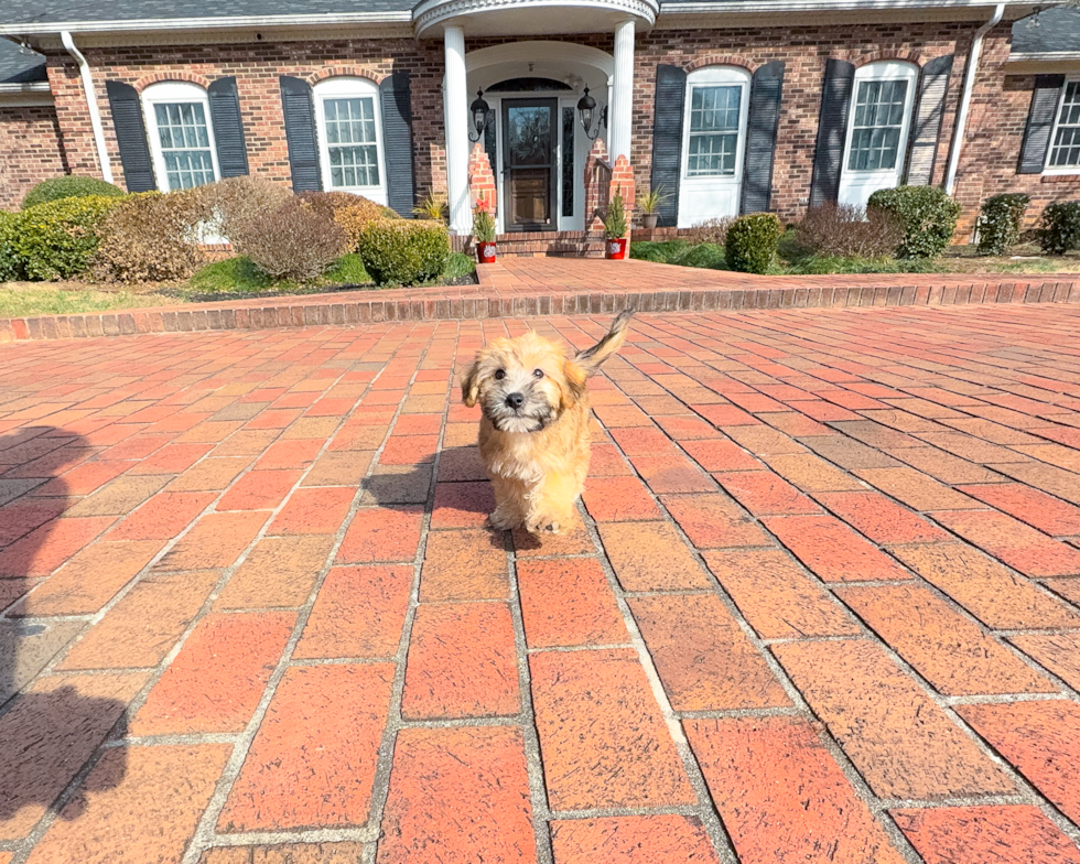 Yorkie Chon Puppy for Adoption