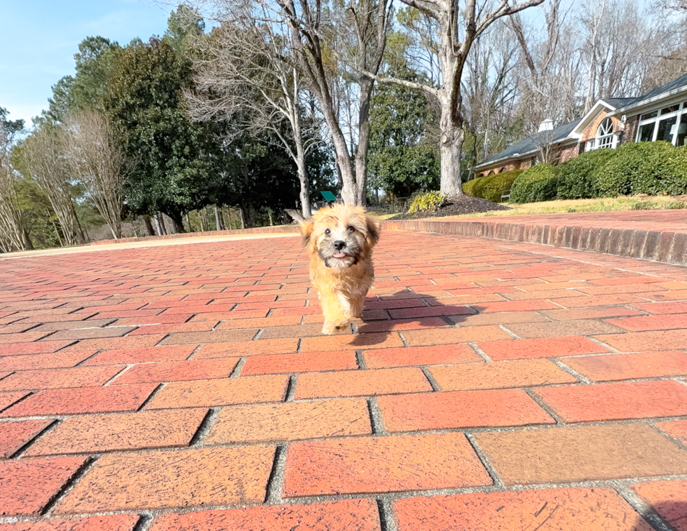 Yorkie Chon Puppy for Adoption