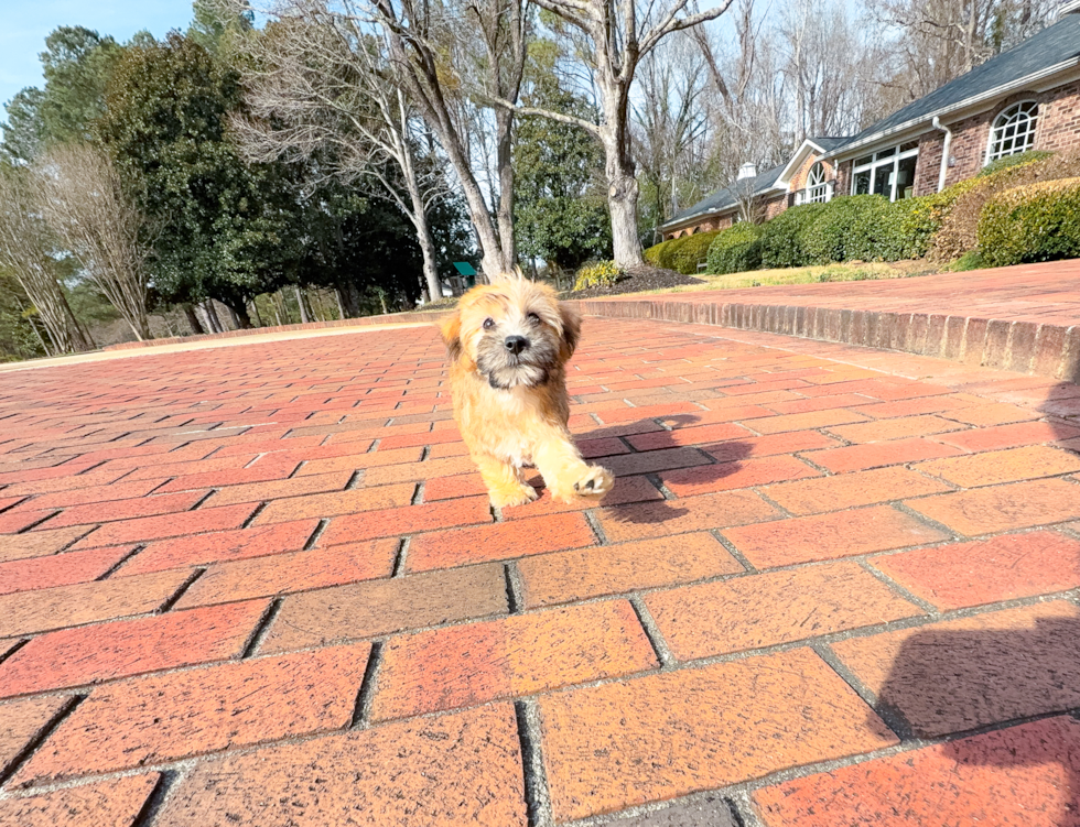 Best Yorkie Chon Baby