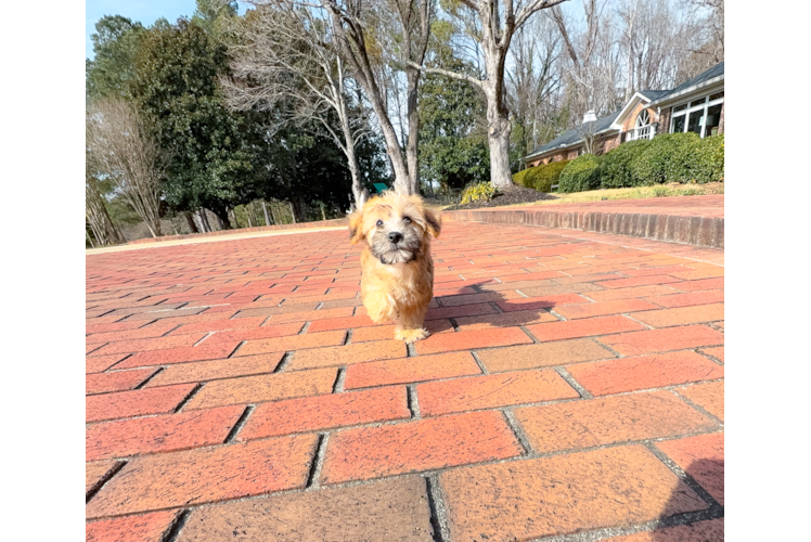 Cute Yo Chon Designer Puppy