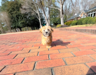 9 week old Yorkie Chon Puppy For Sale - Simply Southern Pups