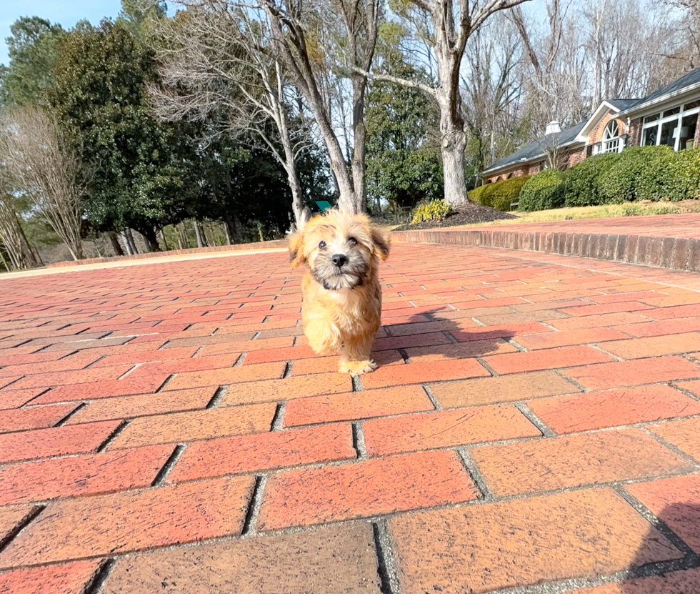 Cute Yo Chon Designer Puppy