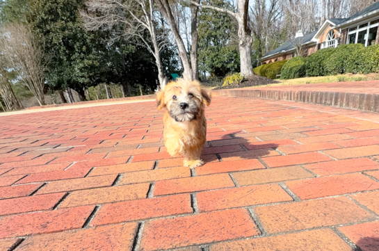 Cute Yo Chon Designer Puppy