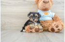 Yorkie Chon Puppy for Adoption