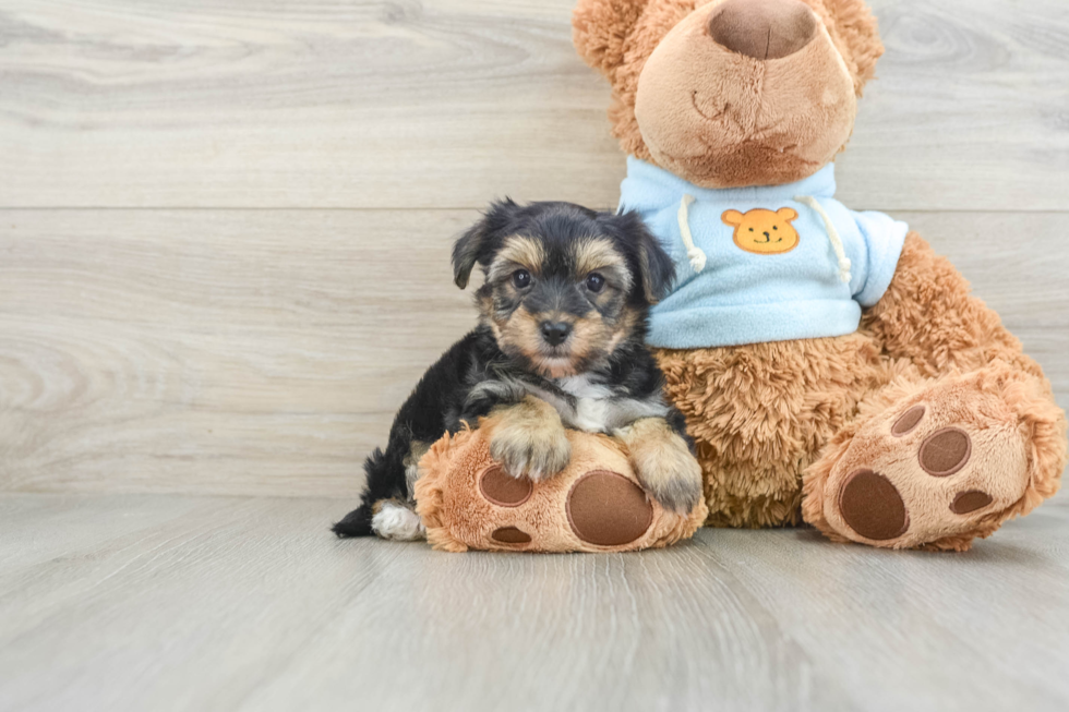 Yorkie Chon Puppy for Adoption